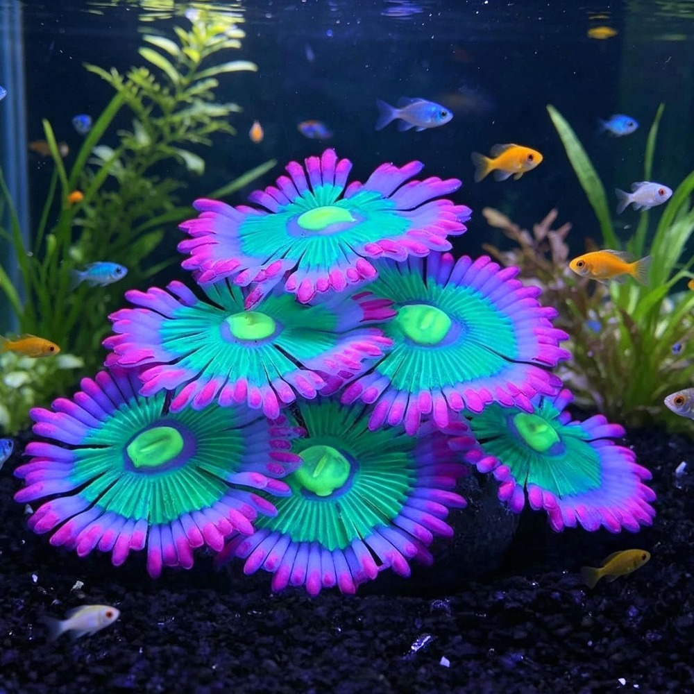 Aquarium Fish For Sale Online - Dekorasi Akuarium Bercahaya Lembut, Tanaman Hias