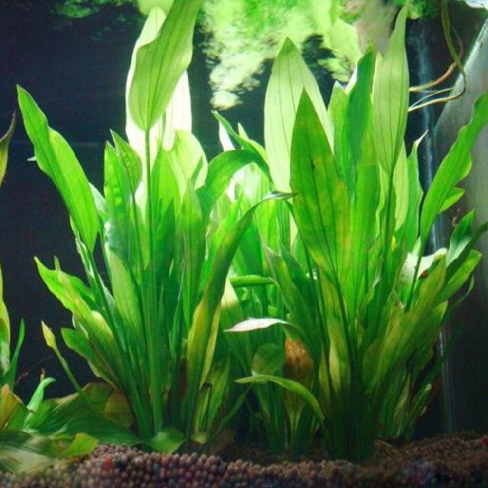 Aquarium Fish For Sale Online - Tanaman dekorasi akuarium buatan 15cm, Aksesori