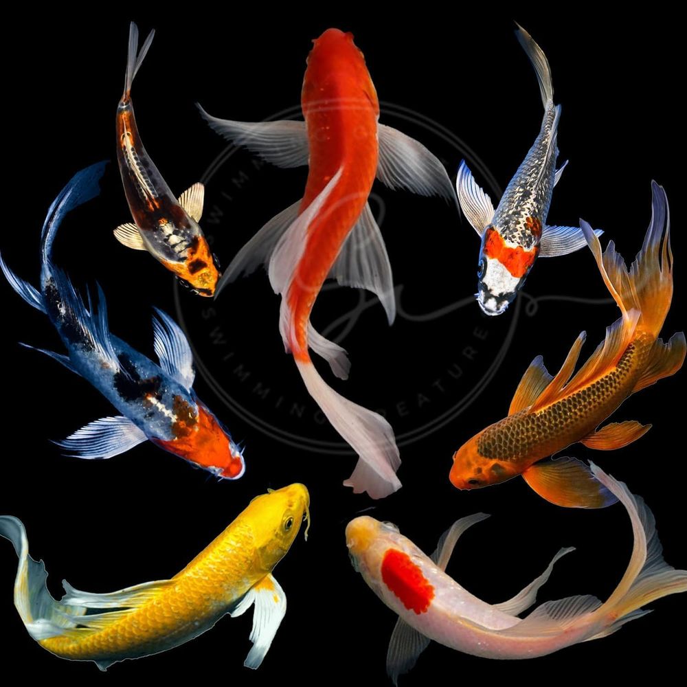 Ikan Koi Warna-warni untuk Kol - Aquarium Fish Koi ulasan dan harga