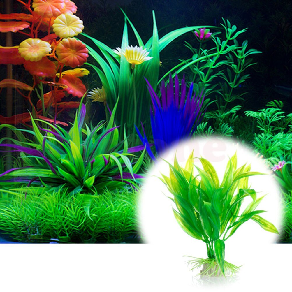 Tanaman dekorasi akuarium buat - Aquarium Fish For Sale Online ulasan dan harga