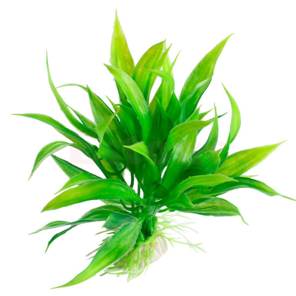 Tanaman dekorasi akuarium buat - Aquarium Fish For Sale Online ulasan dan harga