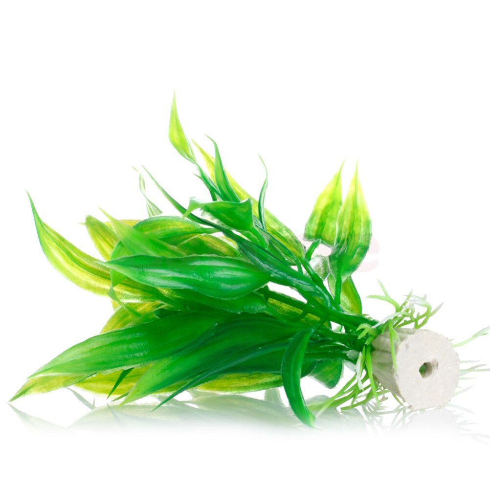 Tanaman dekorasi akuarium buat - Aquarium Fish For Sale Online ulasan dan harga