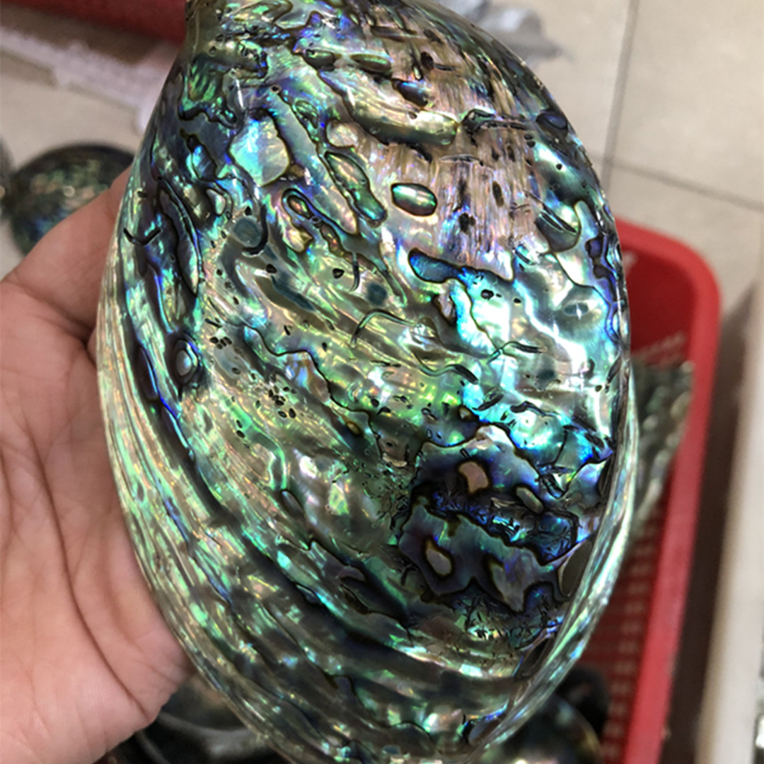 1 buah kotak penyimpanan pirin - Aquarium Fish New Zealand ulasan dan harga