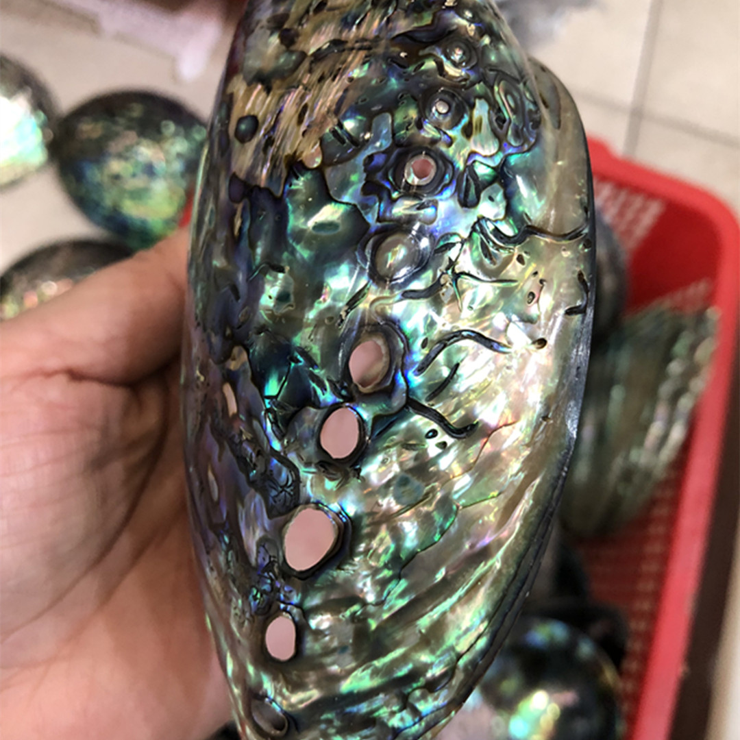 1 buah kotak penyimpanan pirin - Aquarium Fish New Zealand ulasan dan harga