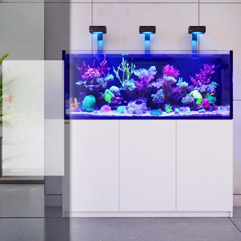2026 Harga Grosir Terlaris Aku - Aquarium Fish And Price ulasan dan harga