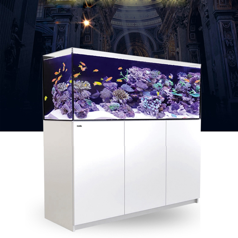 2026 Harga Grosir Terlaris Aku - Aquarium Fish And Price ulasan dan harga