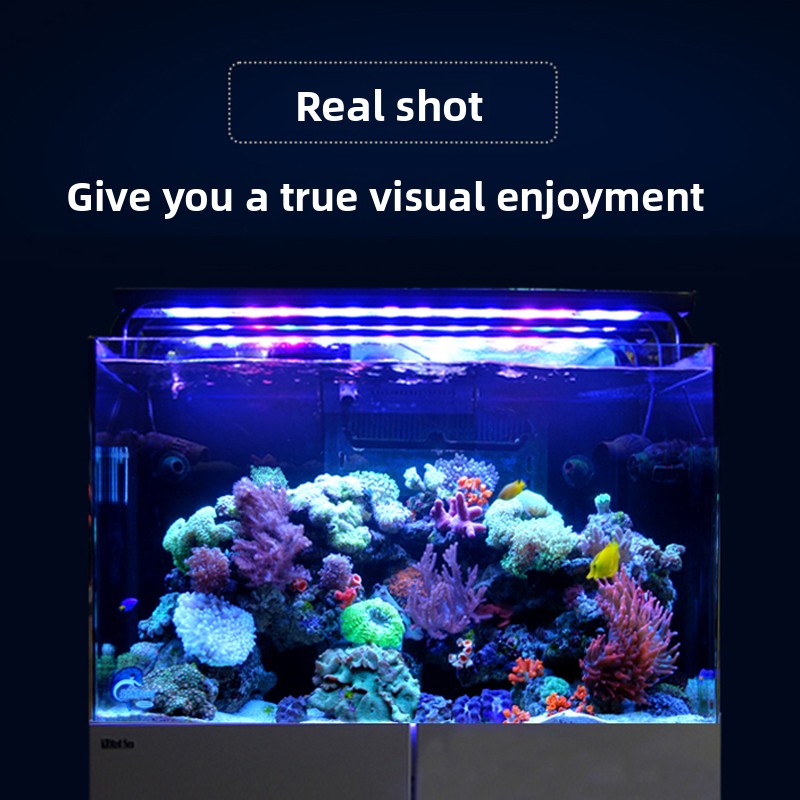 2026 Harga Grosir Terlaris Aku - Aquarium Fish And Price ulasan dan harga