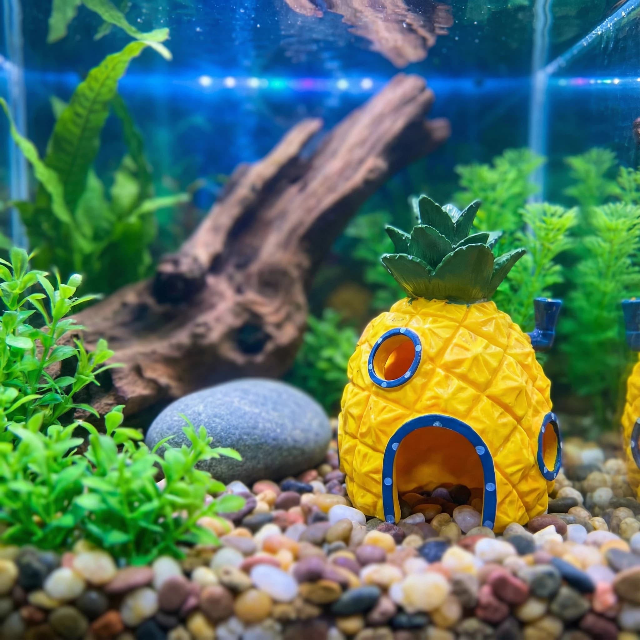 Dekorasi Akuarium Rumah Nanas, - Aquarium Fish Hide ulasan dan harga
