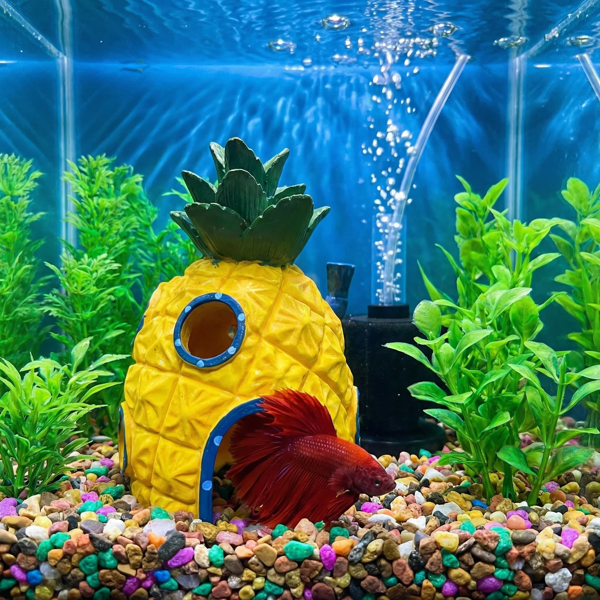 Dekorasi Akuarium Rumah Nanas, - Aquarium Fish Hide ulasan dan harga