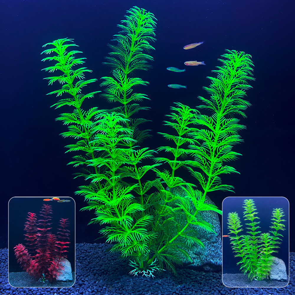 14cm - 30cm Tanaman Akuarium P - Aquarium Fish For Sale Online ulasan dan harga
